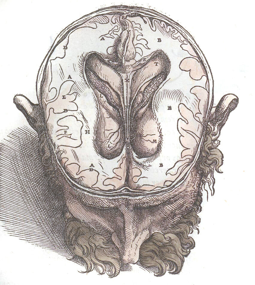 Vintage Illustration Of The Head With A Coss Section The The Brain2