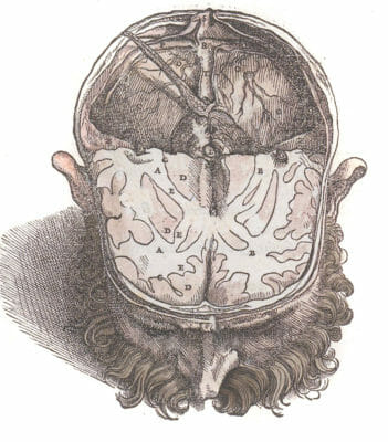 Vintage Illustration Of The Head With A Coss Section The The Brain4
