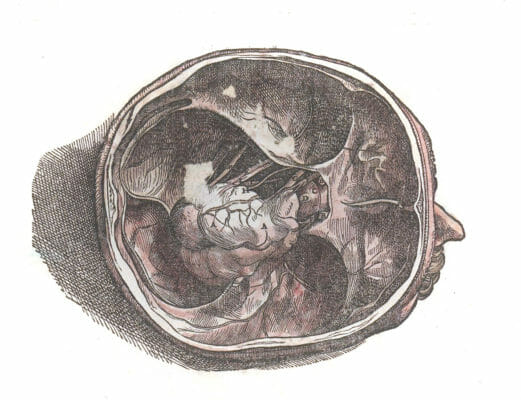 Vintage Illustration Of The Head With A Top Viewwith The Brain Removed