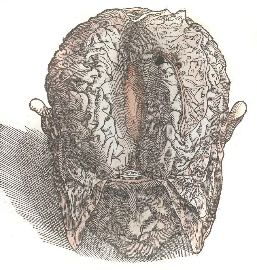 Vintage Illustration Of The Head With The Brain Parted