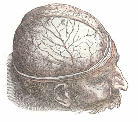 Vintage Illustration Of The Head With The Skin Removed