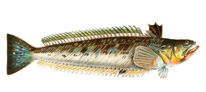 Weaver fish variety Vintage illustration