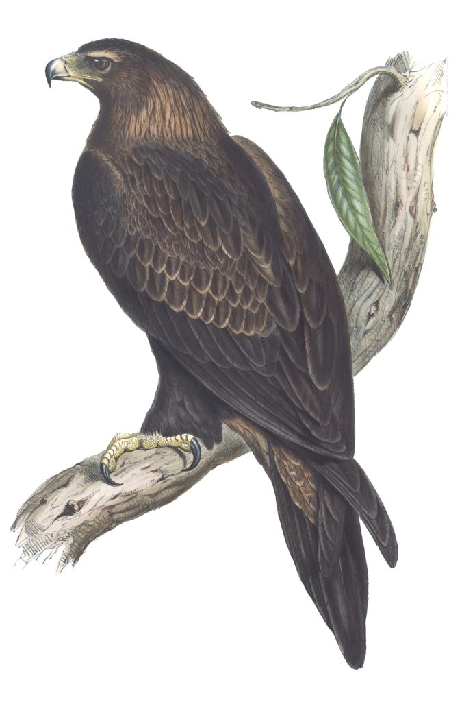 Wedge Tailed Eagle Bird Vintage Illustrations
