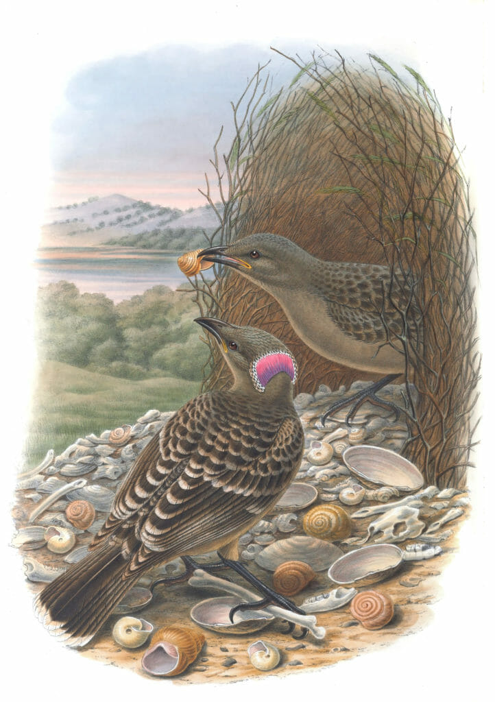 Western-Lilac-Naped-Bower-Bird-Chlamydodera-Nuchalis-Vintage-Illustration