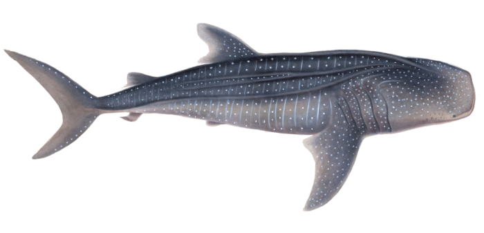 Whale Shark Rhinodon Typicus