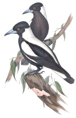 White Backed Crow Shrike Australian Magpie Bird Vintage Illustrations