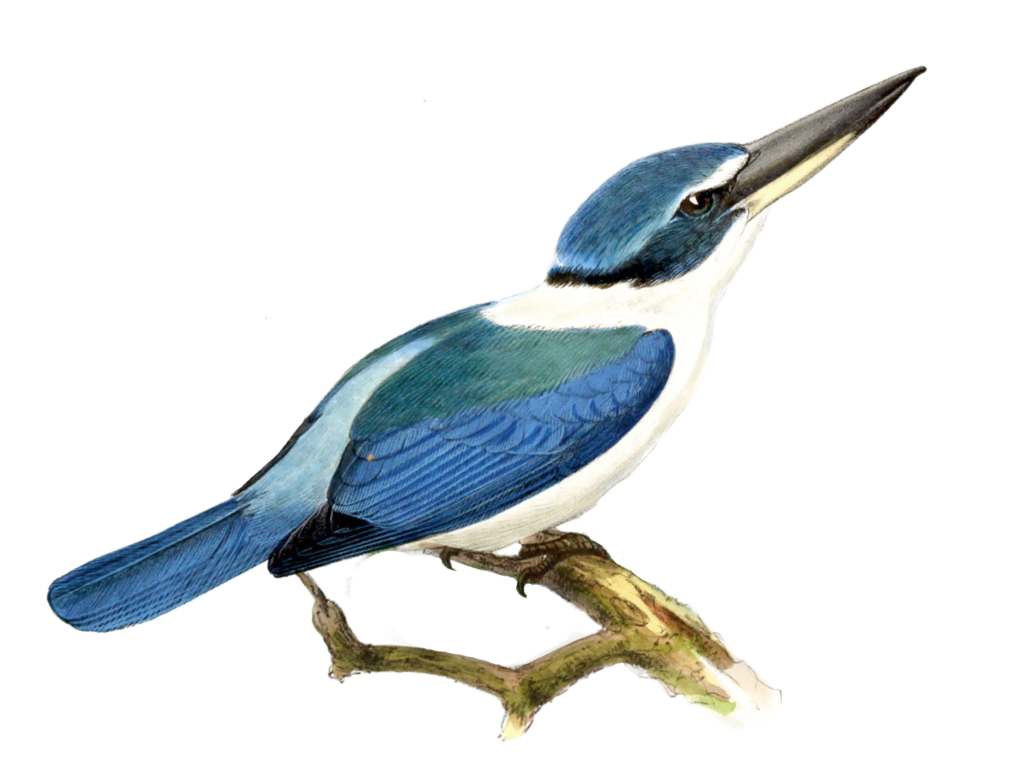 White Collared Kingfisher Bird Vintage Illustration