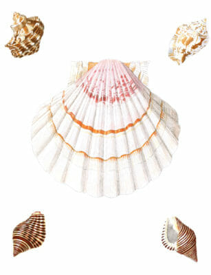 White Scallop Shell Vintage Shell Illustration