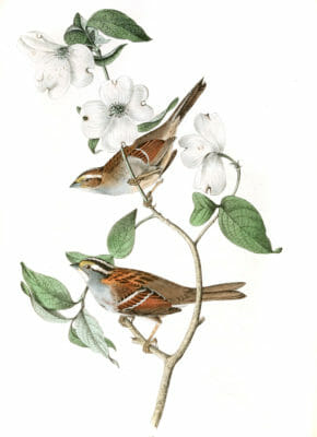 White Throated Finch Bird Vintage Illustrations