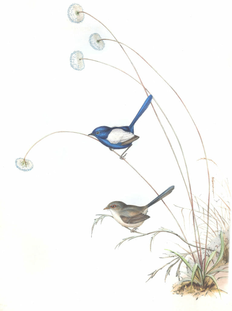 White Winged Wren Bird Vintage Illustrations
