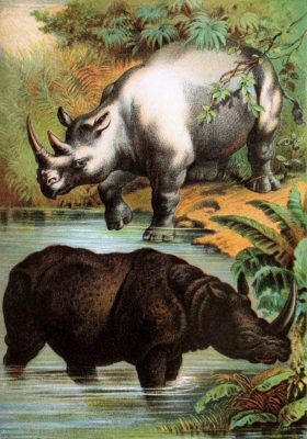 White and Indian Rhinoceros Vintage Illustrations