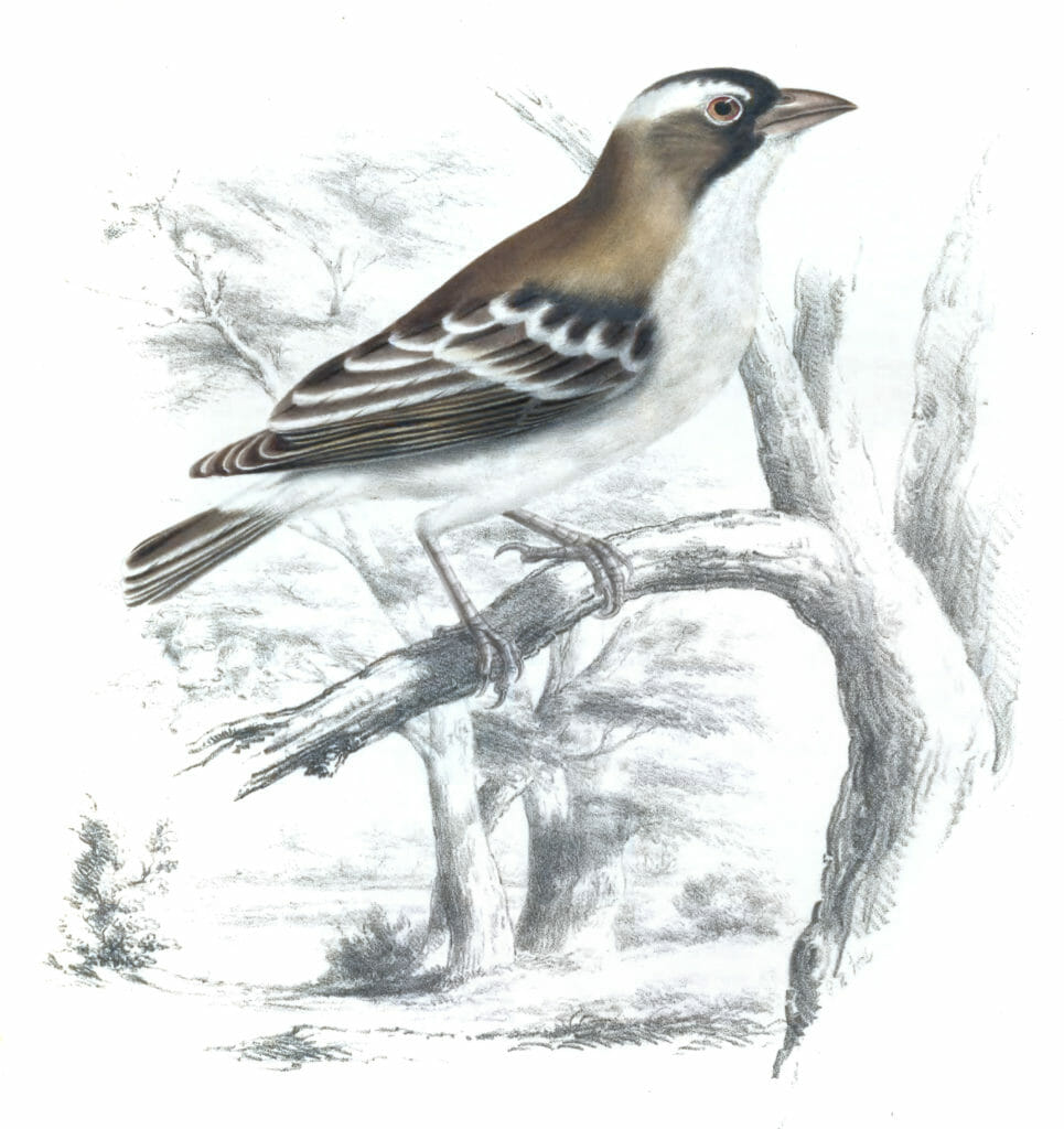 White browed sparrow - weaver plocepasser mahali - Vintage Bird Illustrations