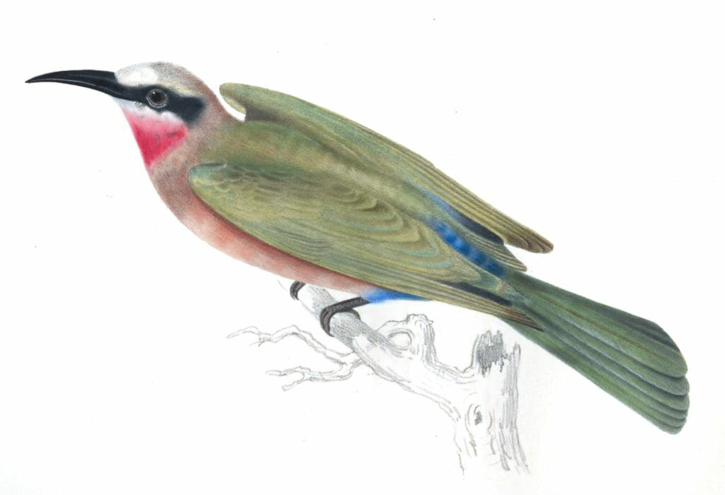 White fronted bee-eater - merops bullockoides - Vintage Bird Illustration