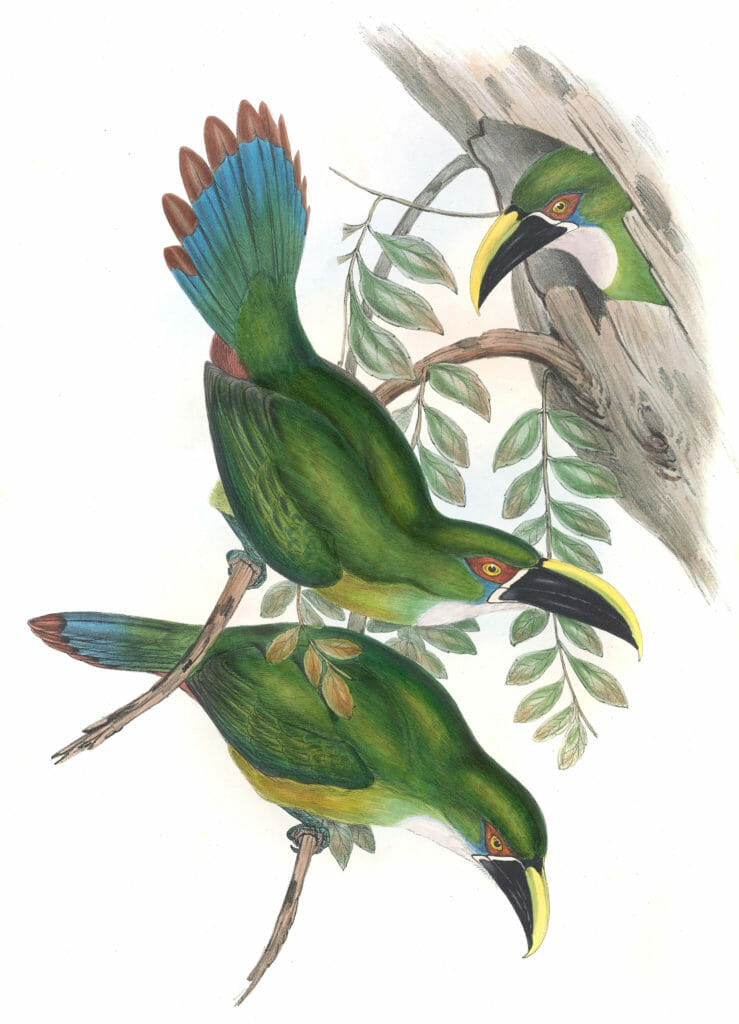 White-throated-toucanet-Aulacoramphus-Albivitta