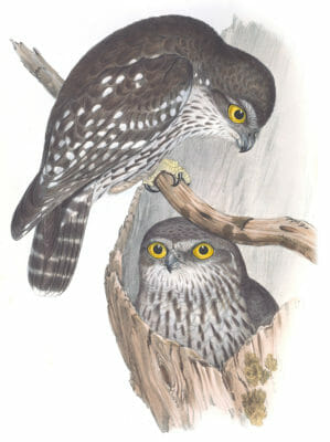 Winking Owl Bird Vintage Illustrations