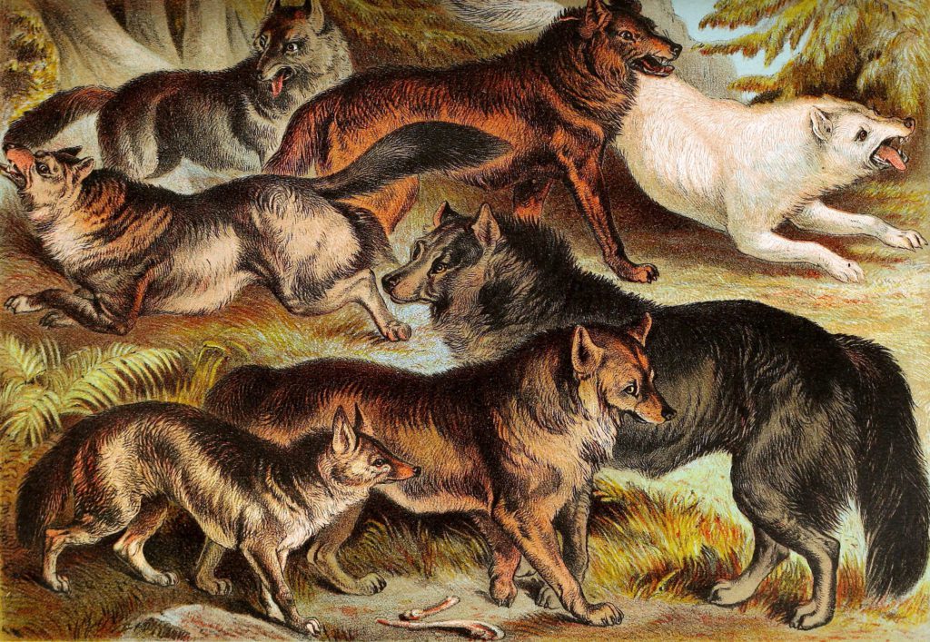Wolfs Jackals and Coyotes Vintage Illustrations