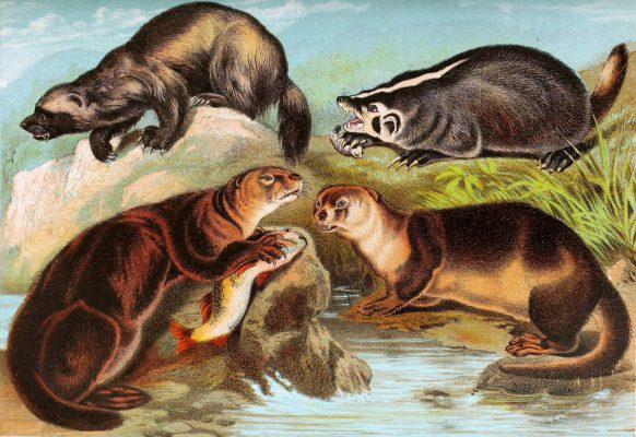 Wolverine Badger and otter Vintage Illustrations