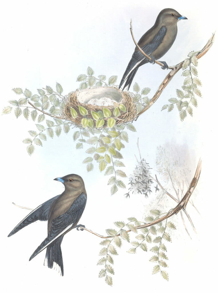 Wood Swallow Bird Vintage Illustrations