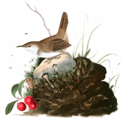Wood Wren Bird Vintage Illustrations