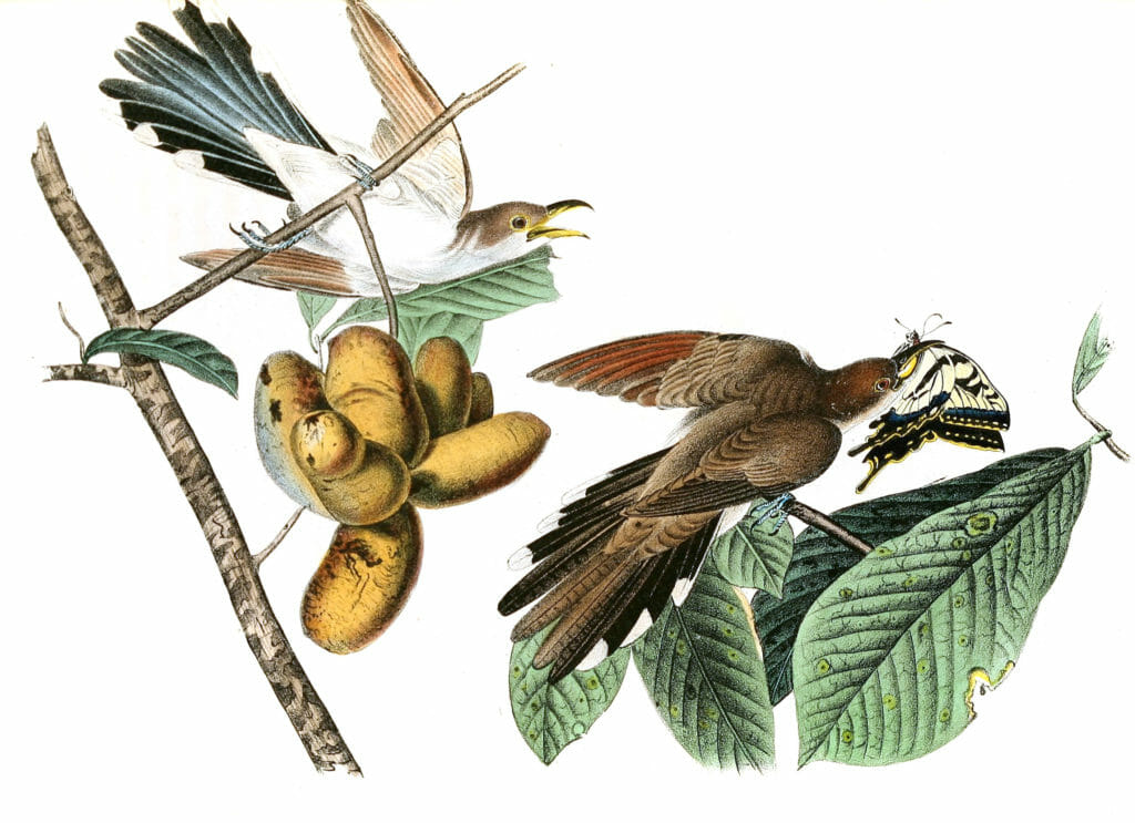 Yellow Billed Cuckoo Bird Vintage Illustrations