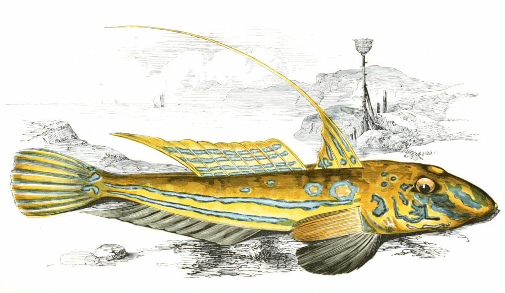 Yellow Skullpin Fish Vintage Illustration