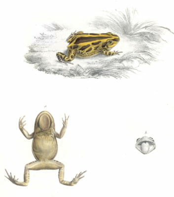 Yellow and Borwn Frog Cystiganathus Senegalensis Vintage Illustration