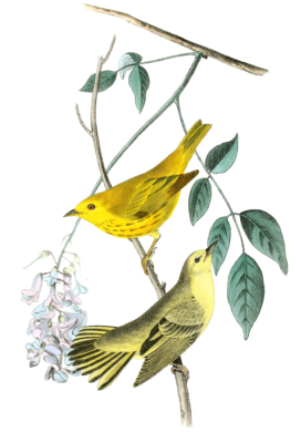 Yellowpoll Wood Warbler Bird Vintage Illustrations
