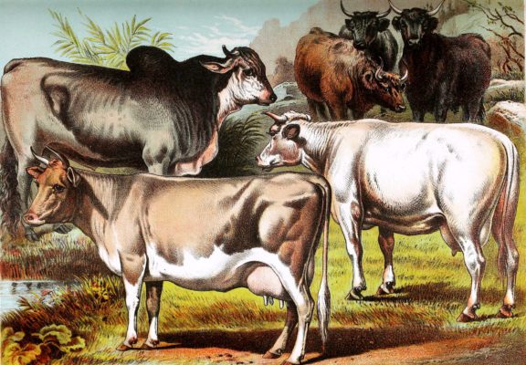 Zebu Alderney Cow Scotch Cattle and Durham Cow Vintage Illustrations