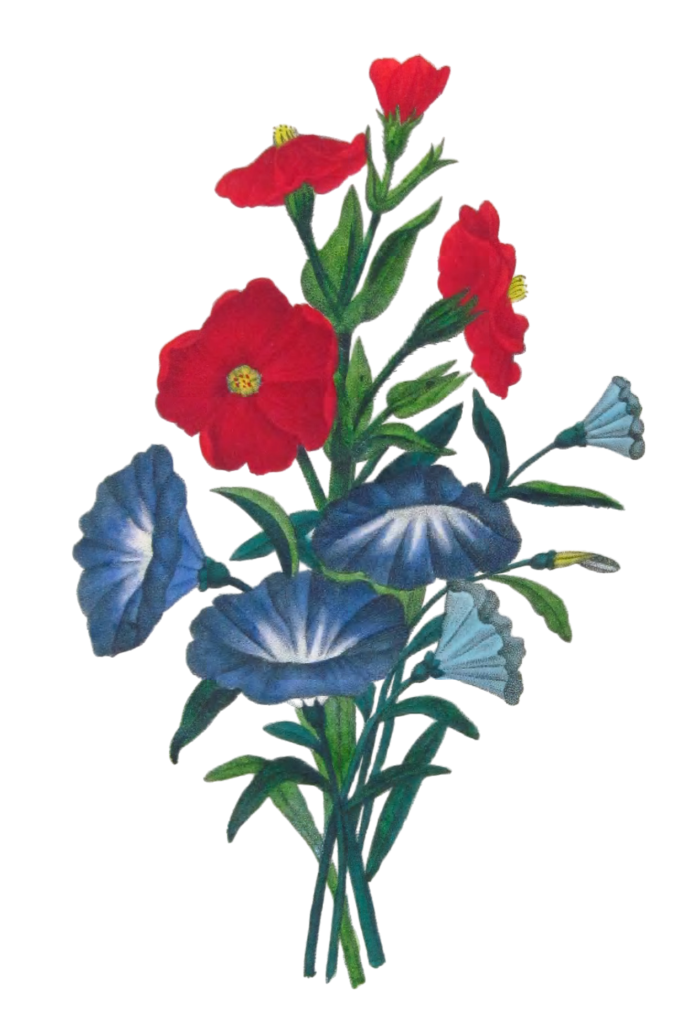 Belle De Jour Vintage Flower Illustration 1