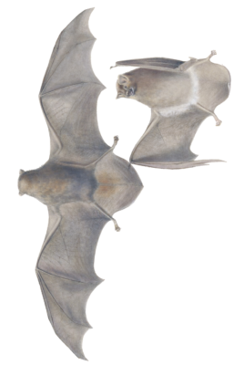 common bent wing bat