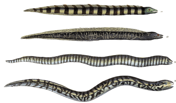 eels and sea snake Vintage Illustration