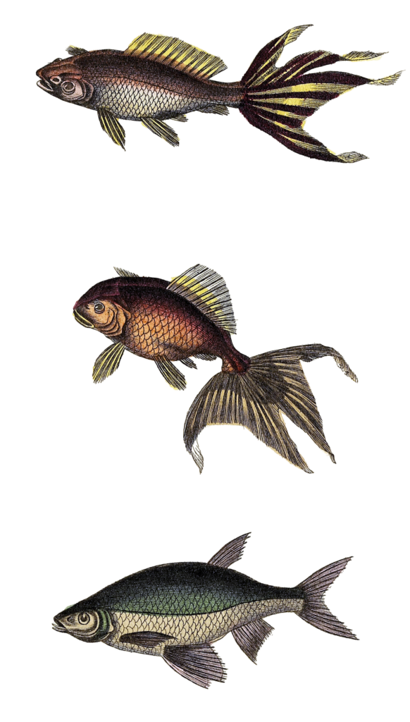 gold fish Vintage Illustration