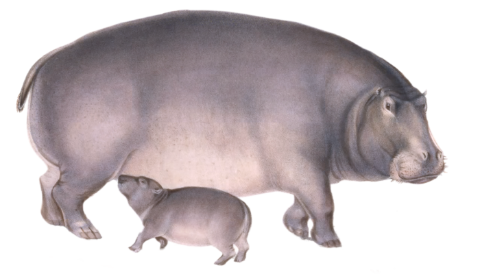 hippopotamus amphibius Vintage Illustration