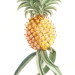 Vintage pineapple Illustration