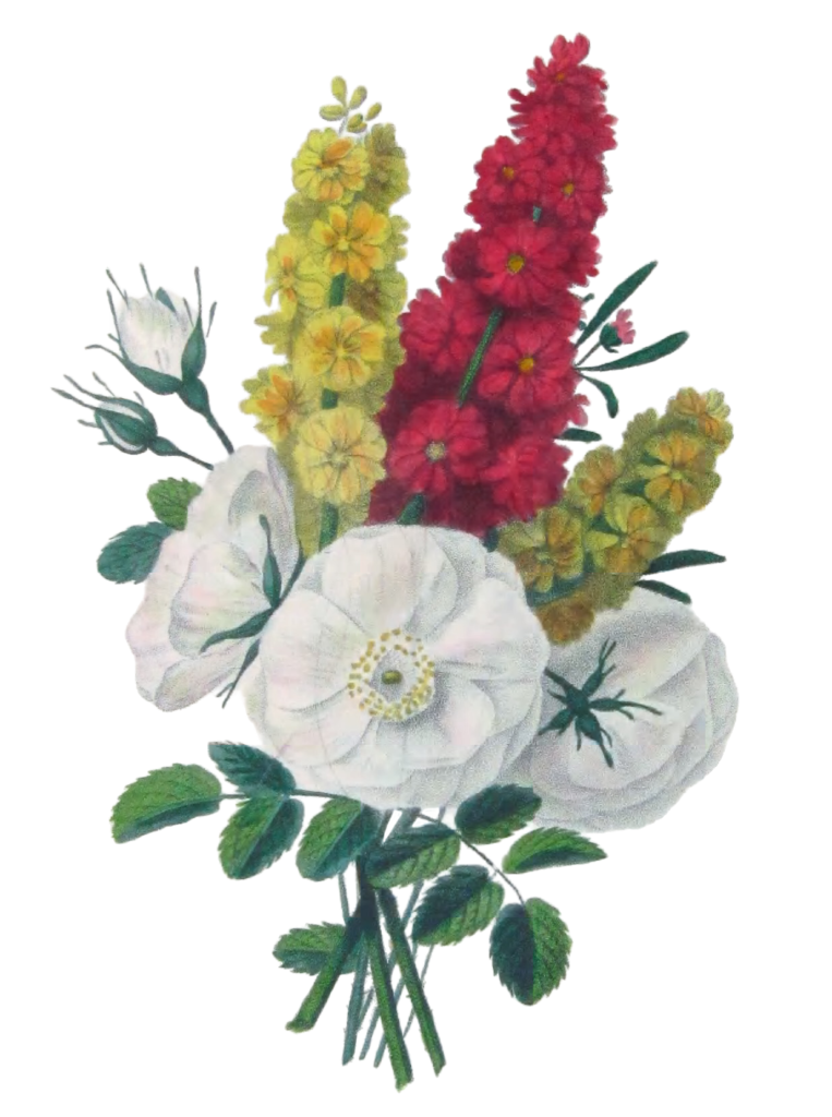 Rose Blanche Jiroflee Vintage Flower Illustration