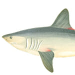 Shark Icon 1