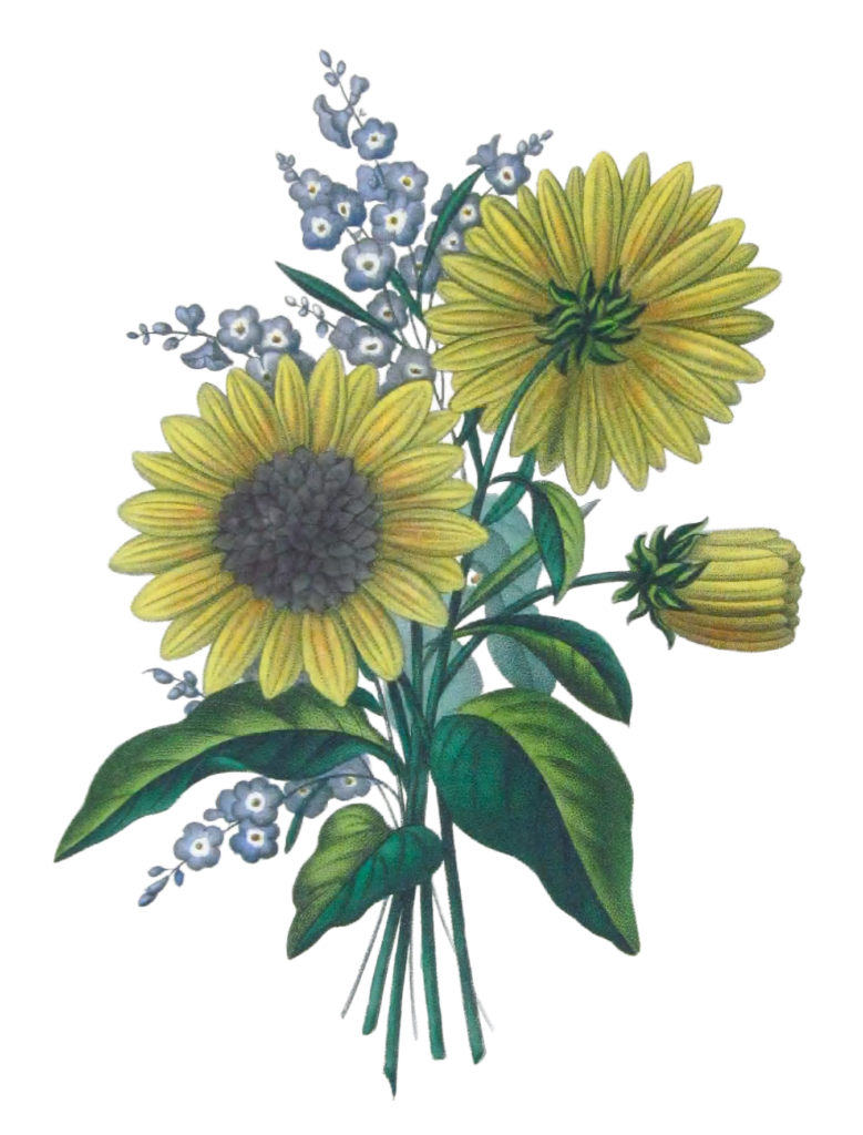 Sofeil Vivace Vintage Flower Illustration
