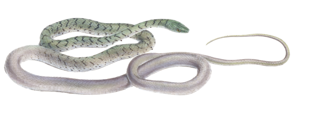 spotted bush snake Dendrophis Semivariegata Vintage Illustration