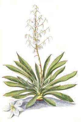 yucca plant with flower