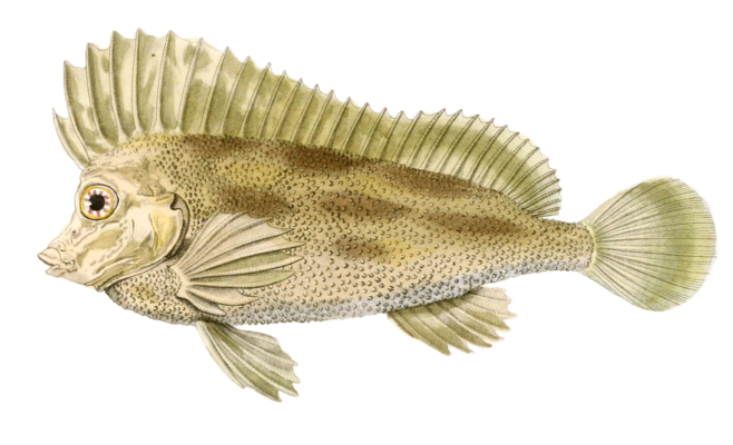 Agriope Verruqueux Vintage Fish Illustrations In The Public Domain