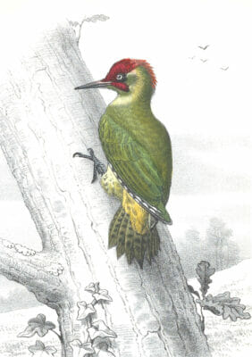 Antique Animal Illustration Of European Green Woodpecker In The Public Domain