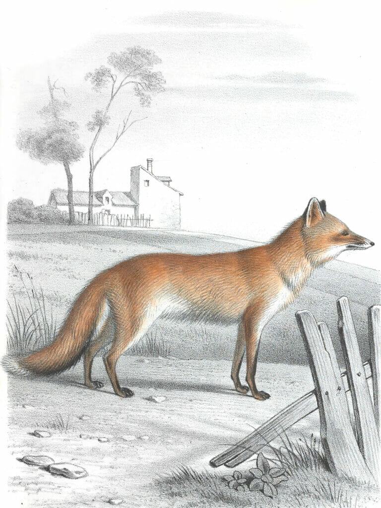Antique Animal Illustration Of Fox In The Public Domain