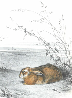 Antique Animal Illustration Of Hare In The Public Domain