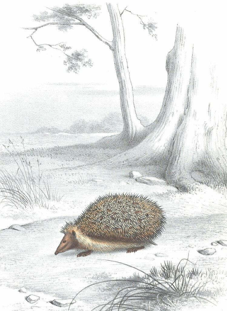 Antique Animal Illustration Of Hedgehog In The Public Domain