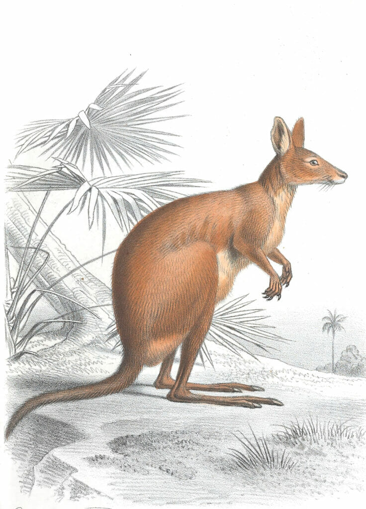 Antique Animal Illustration Of Kangaroo In The Public Domain