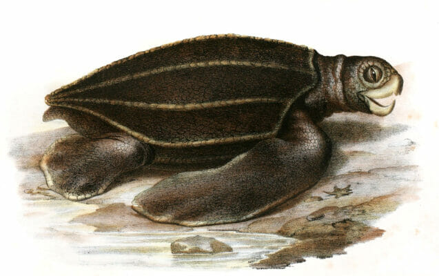 Antique Animal Illustration Of Leatherback Sea Turtle Dermatochelys Coriacea In The Public Domain