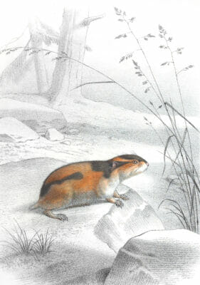 Antique Animal Illustration Of Lemming In The Public Domain