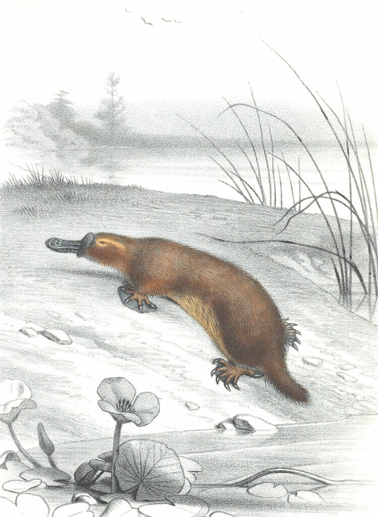 Antique Animal Illustration Of Platypus In The Public Domain