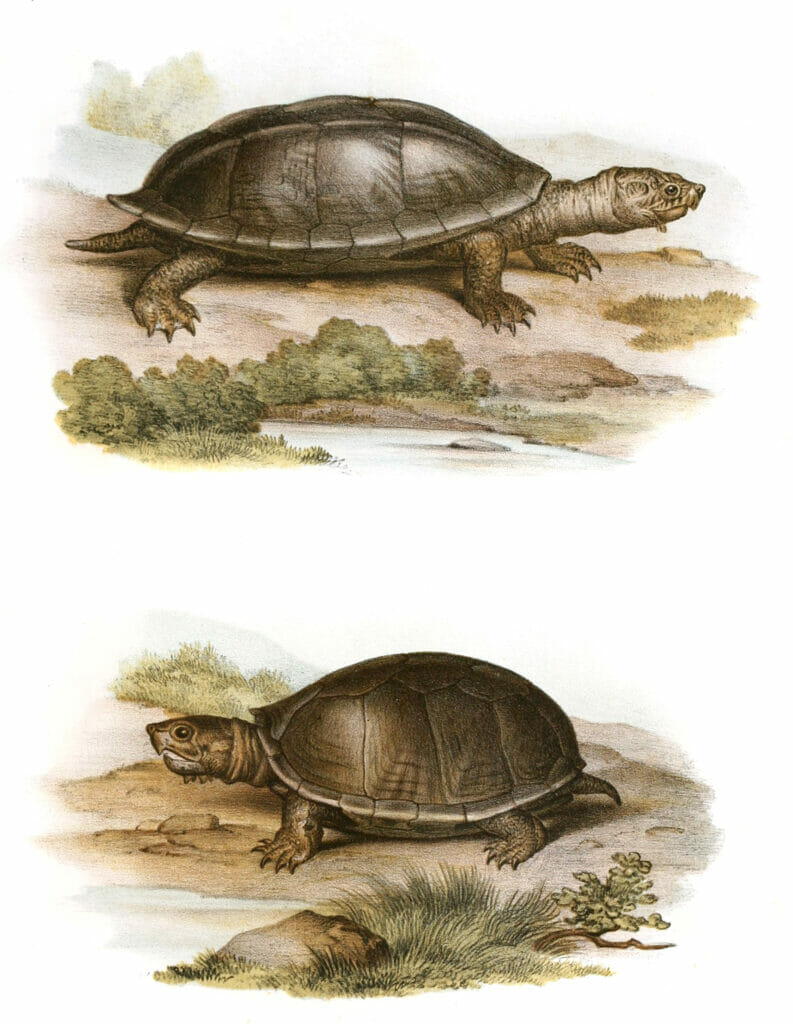 Antique Animal Illustration of two turtles Stauritypus Tryporcalus And Cinosternon Pensyloanicum
