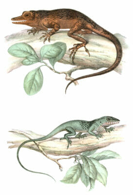 Antique Animal Illustration of two lizards on tree branches isolated on a white background